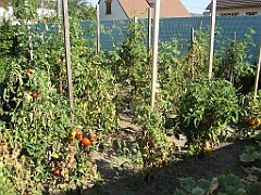 Tomates