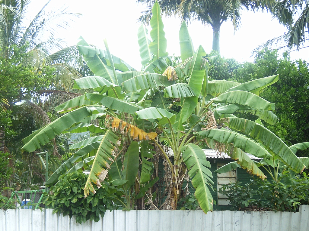 Cairns004.jpg - Unicode