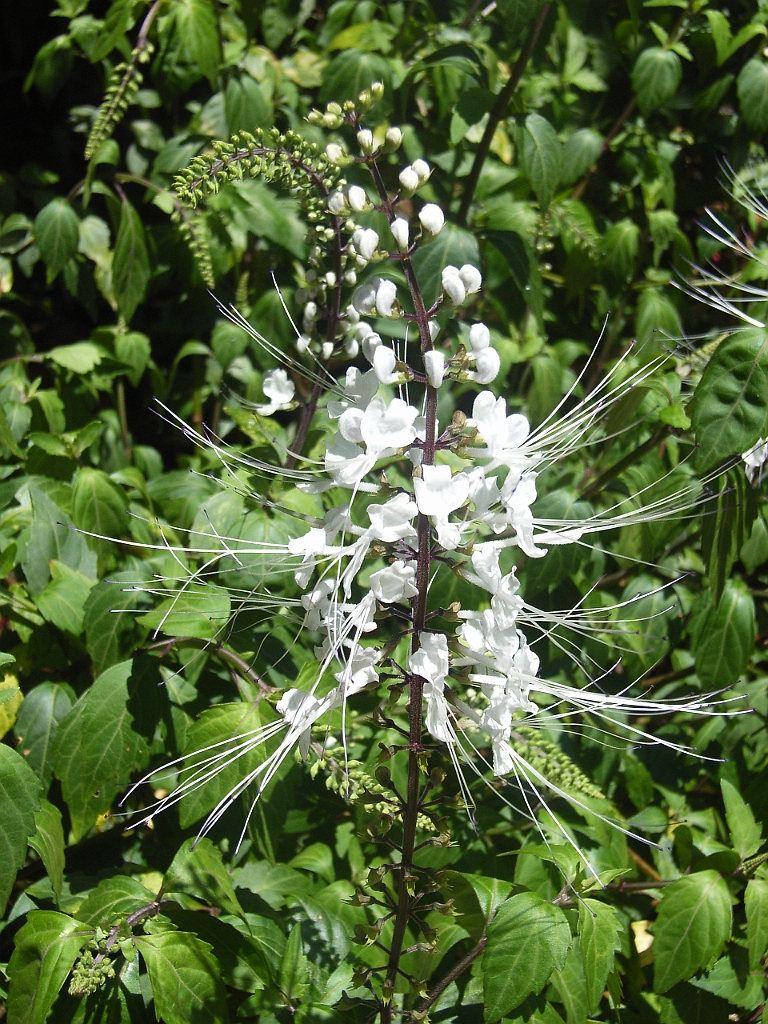 Cairns015.jpg - Unicode