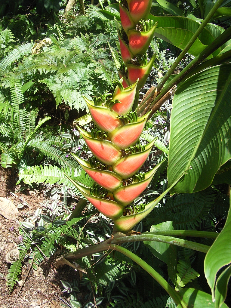 Cairns016.jpg - Unicode