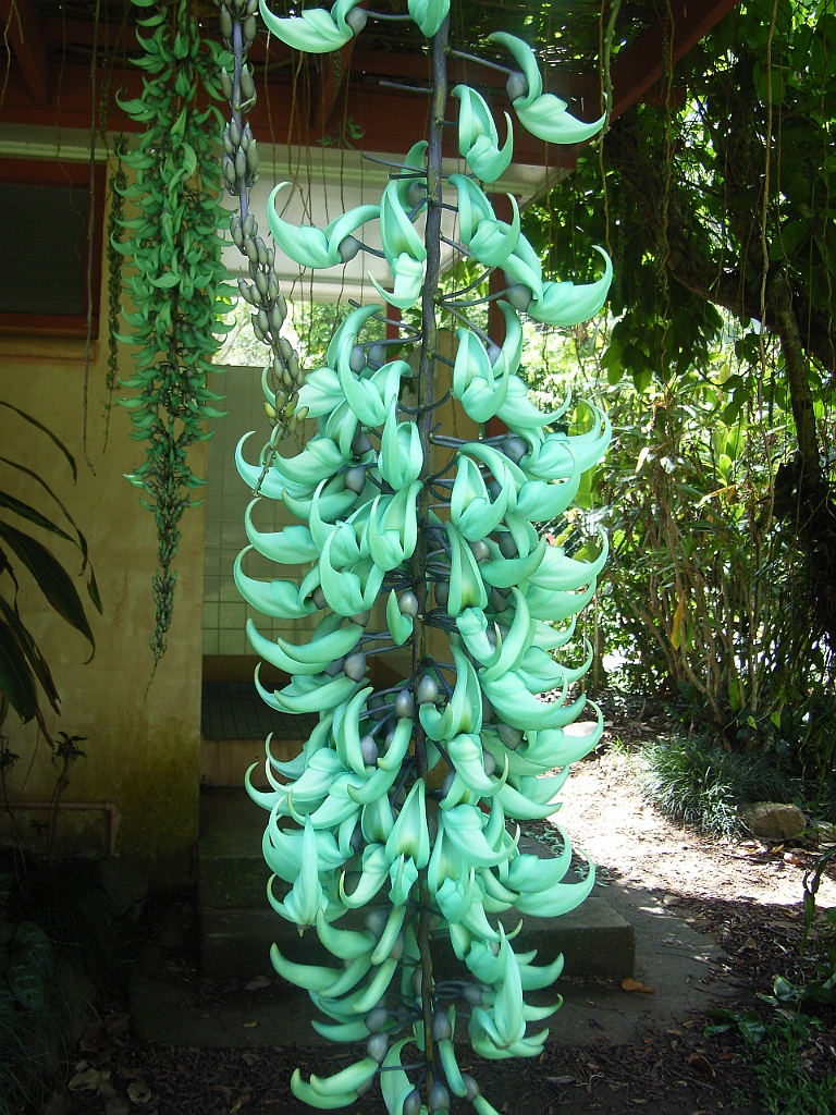 Cairns019.jpg - Unicode