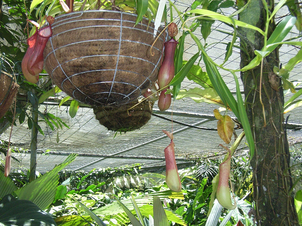 Cairns024.jpg - Unicode