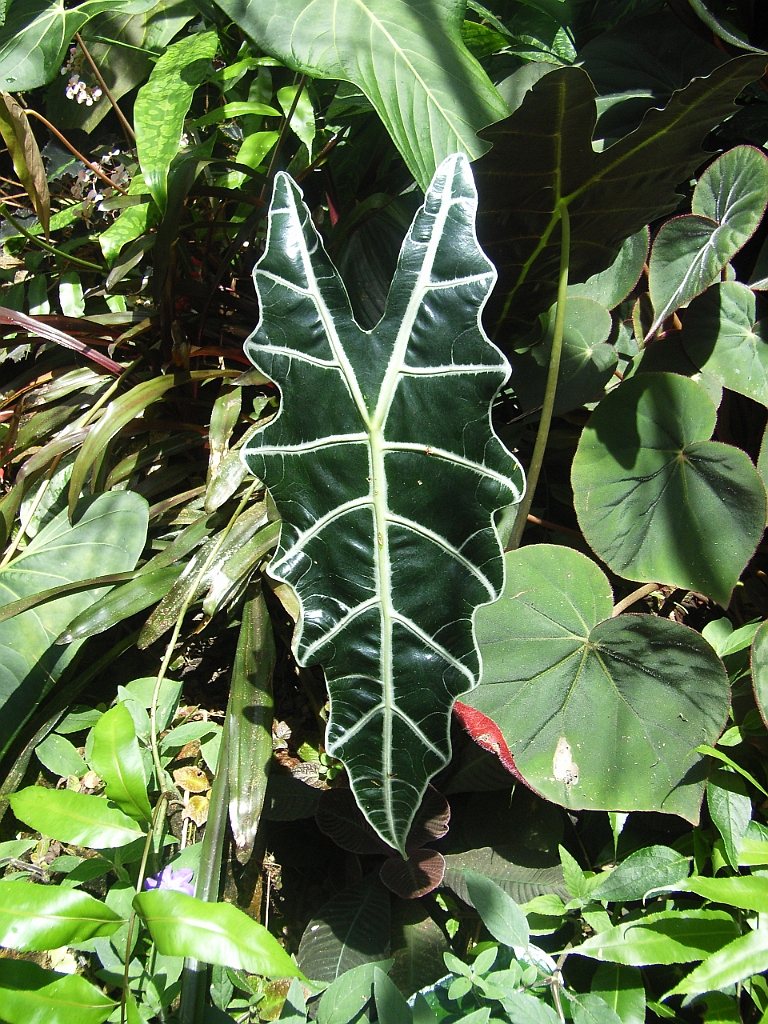 Cairns025.jpg - Unicode