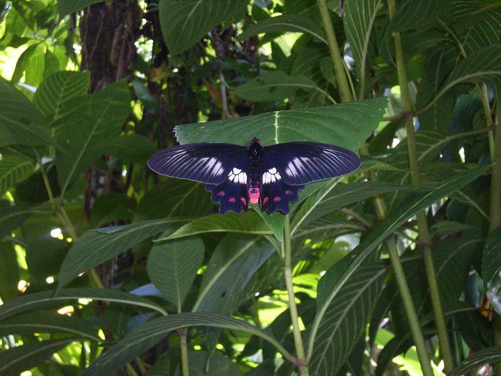 Cairns028.jpg - Unicode