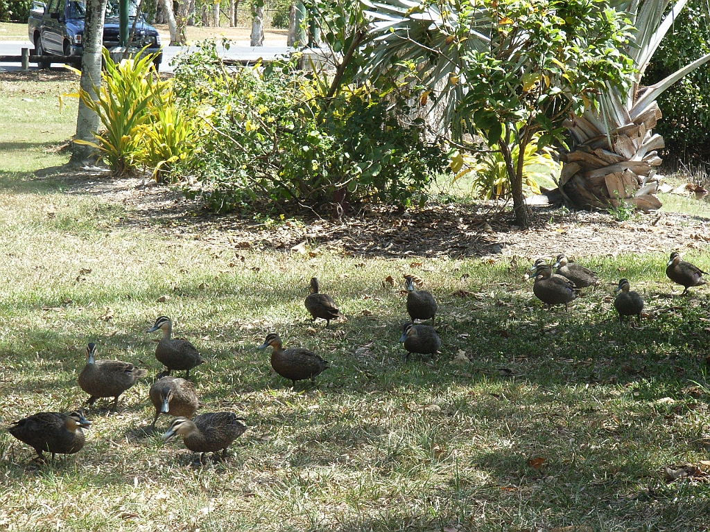 Cairns033.jpg - Unicode