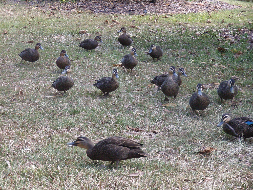 Cairns035.jpg - Unicode