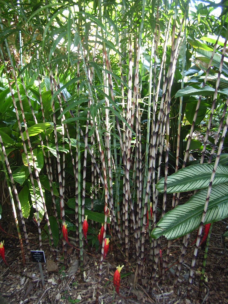 Cairns036.jpg - Unicode