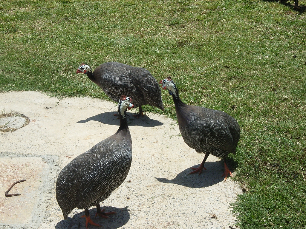 Cairns075.jpg - Unicode