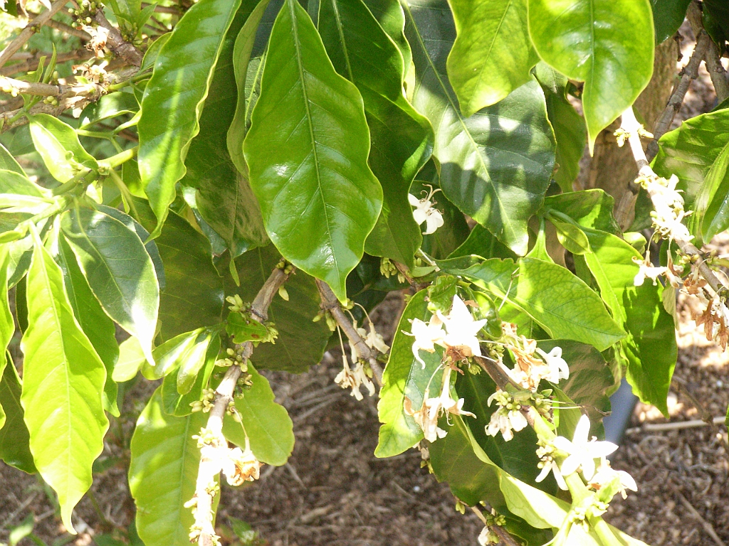 Cairns080.jpg - Unicode