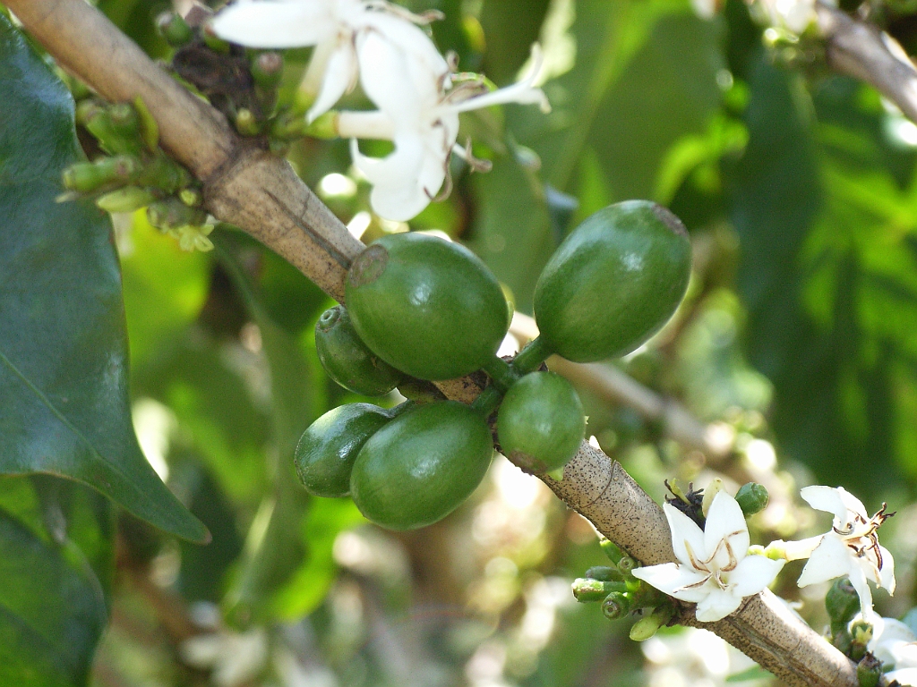 Cairns084.jpg - Unicode