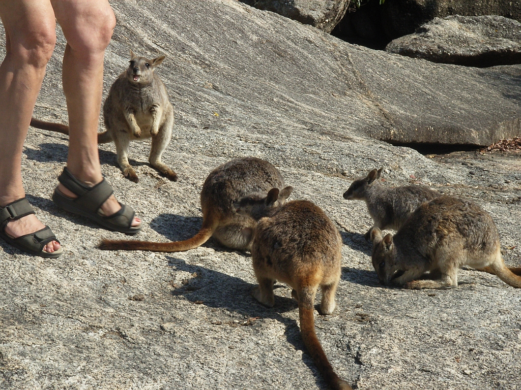 Cairns095.jpg - Unicode