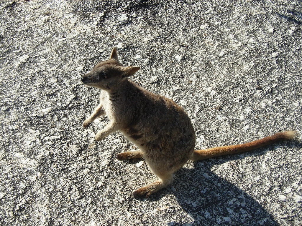 Cairns096.jpg - Unicode