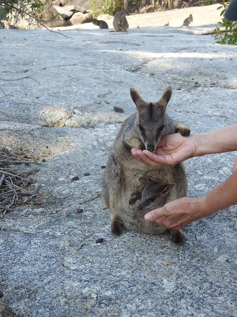 Cairns103.jpg - Unicode