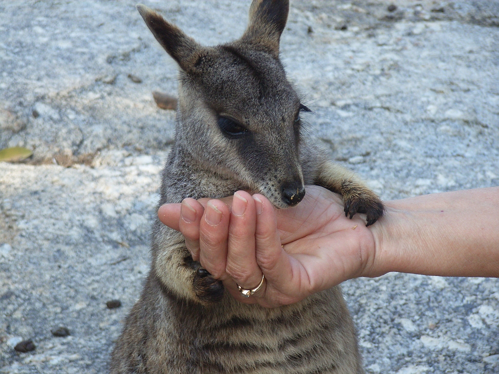 Cairns106.jpg - Unicode