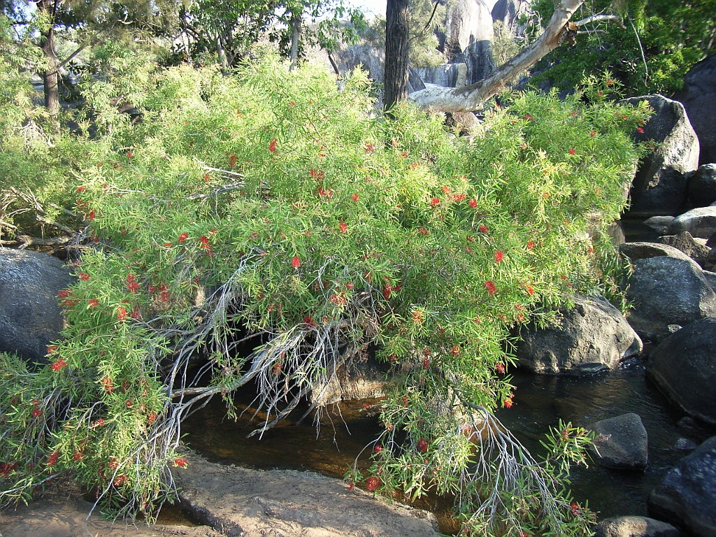 Cairns110.jpg - Unicode