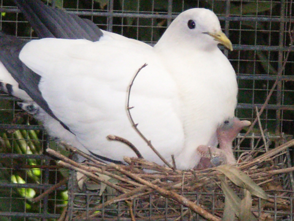 Cairns128.jpg - Unicode