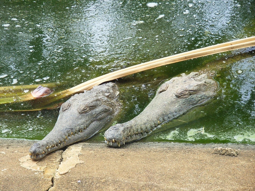 Cairns133.jpg - Unicode