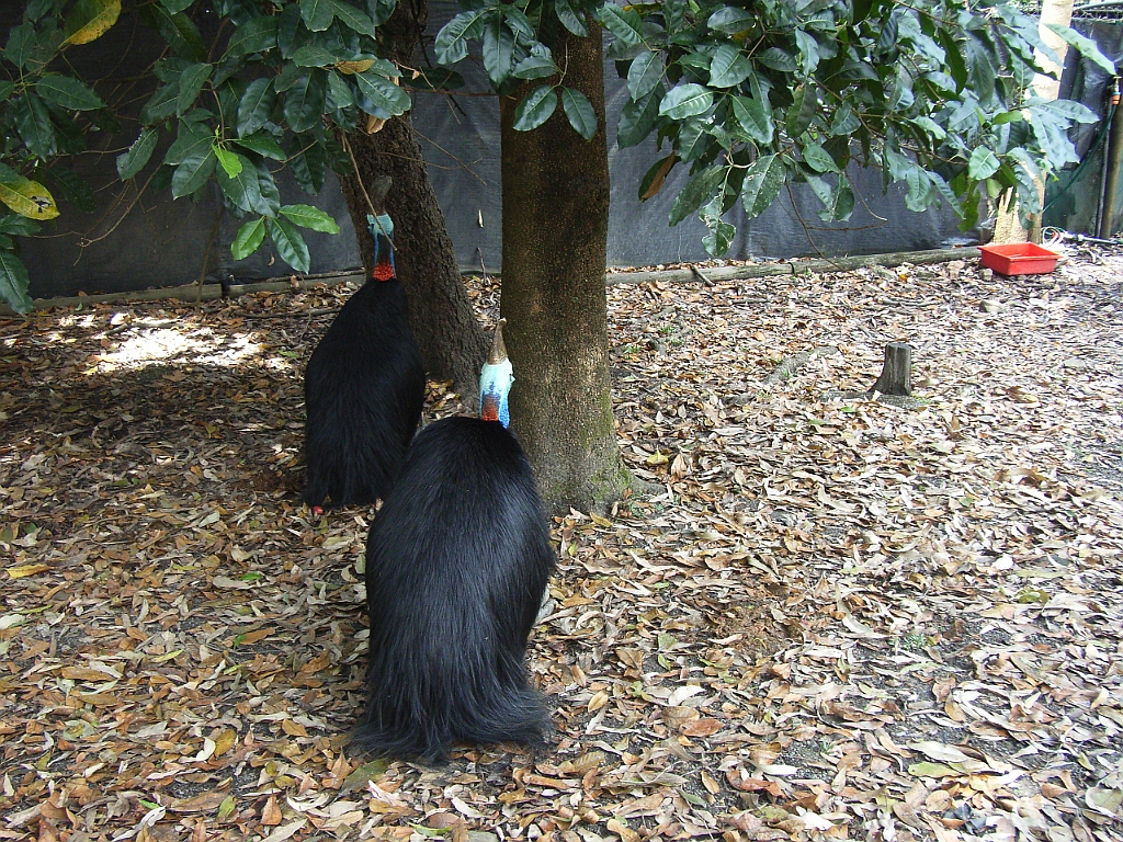 Cairns139.jpg - Unicode