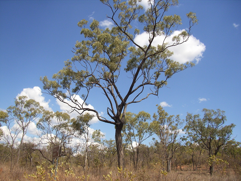 Cairns152.jpg - Unicode