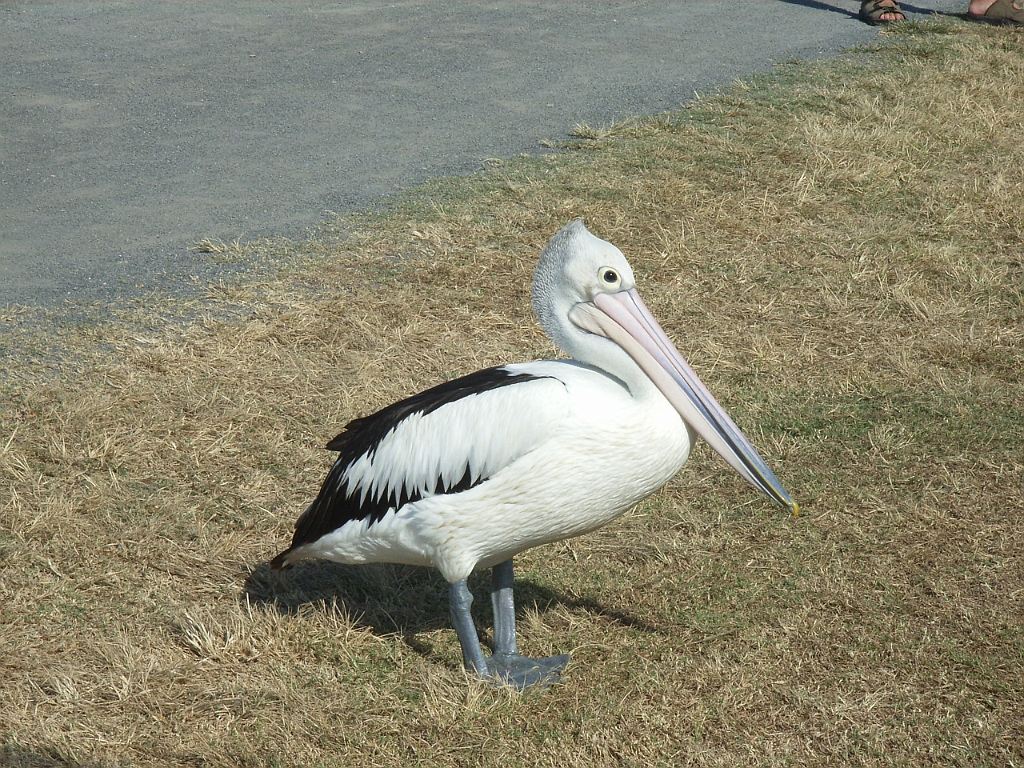 Cairns180.jpg - Unicode