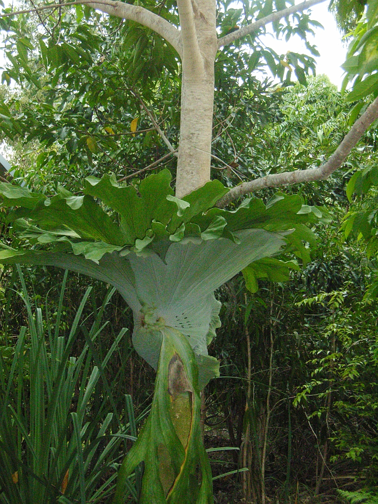 Cairns190.jpg - Unicode