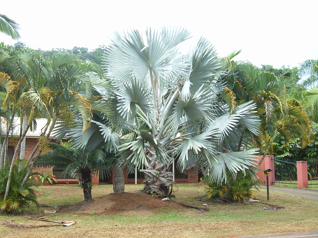 Cairns207.jpg - Unicode