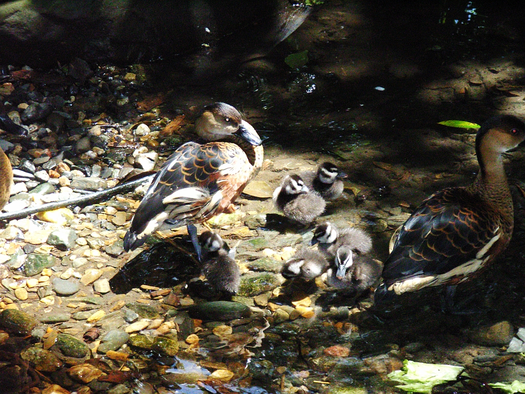 Cairns216.jpg - Unicode