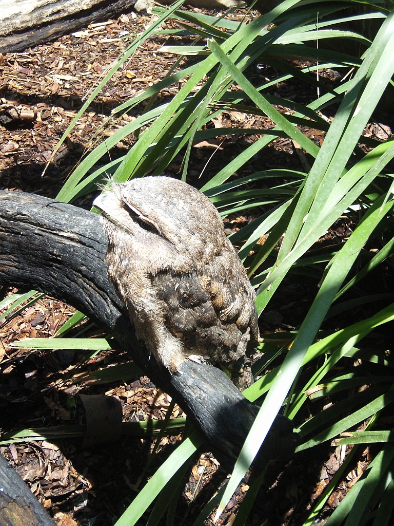 Cairns219.jpg - Unicode