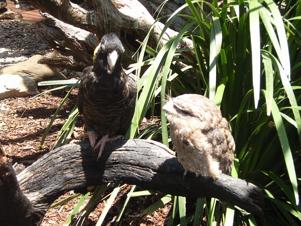 Cairns221.jpg - Unicode