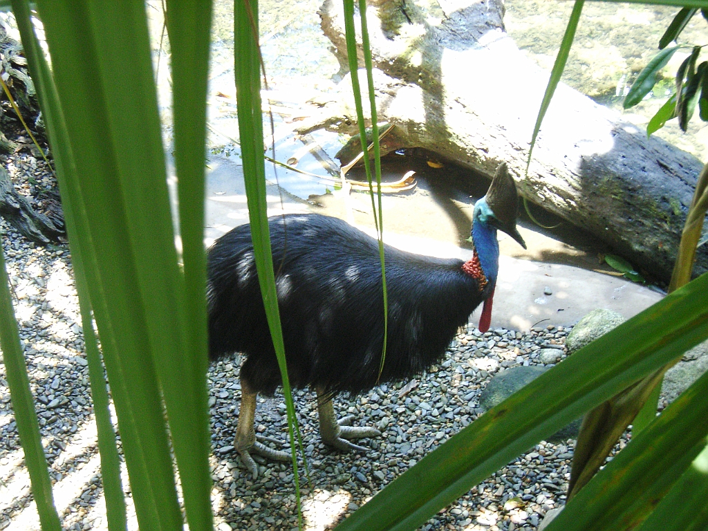 Cairns223.jpg - Unicode