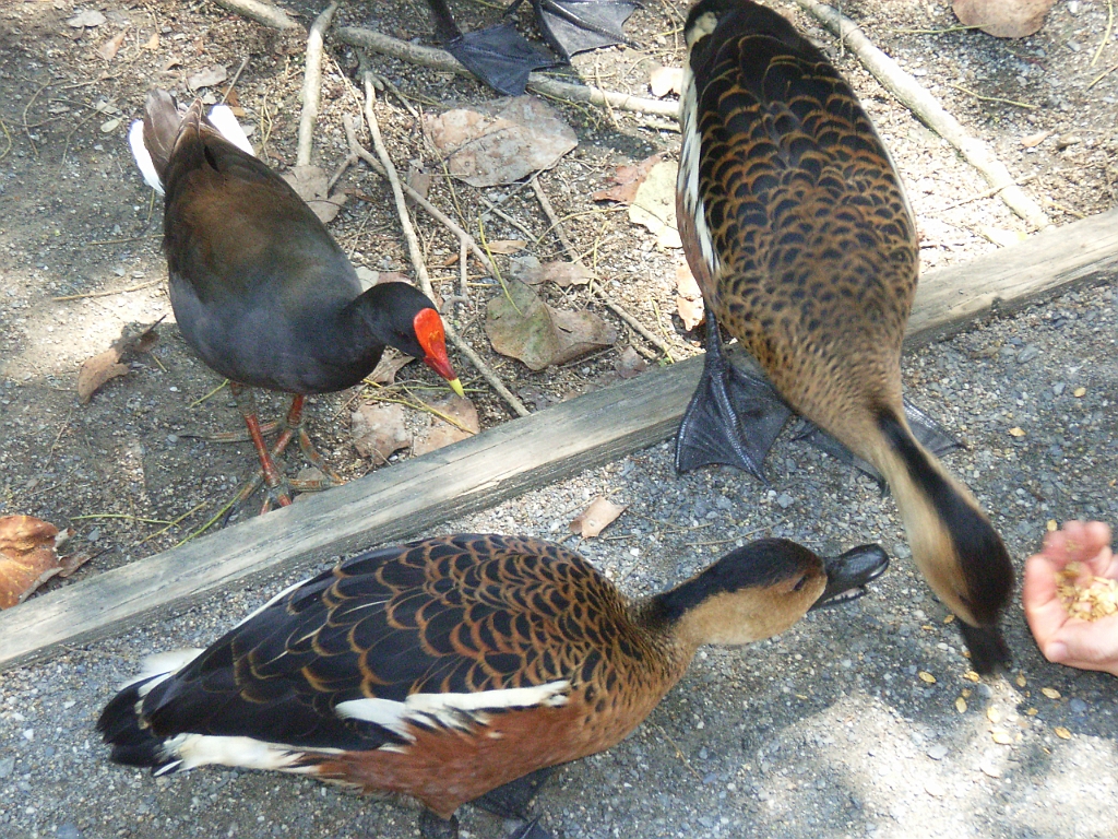 Cairns225.jpg - Unicode