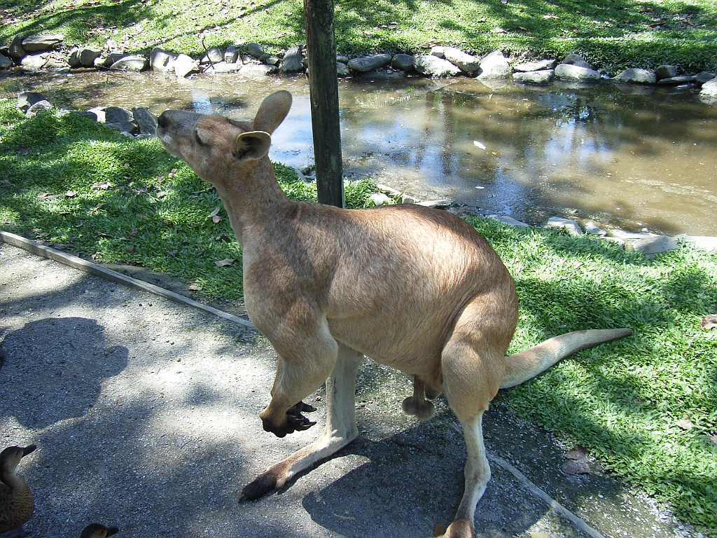 Cairns231.jpg - Unicode