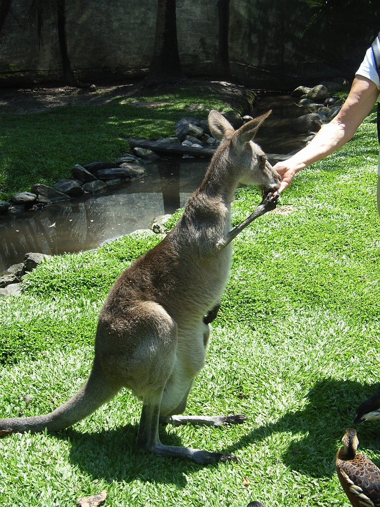 Cairns234.jpg - Unicode