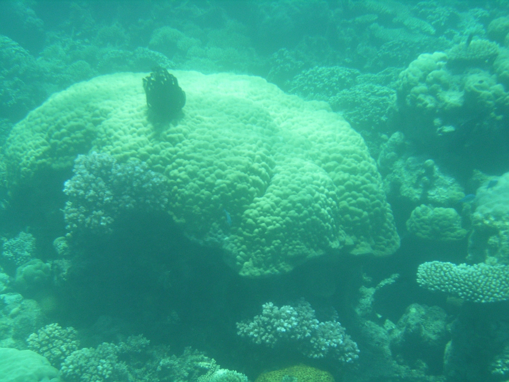 Cairns294.jpg - Unicode