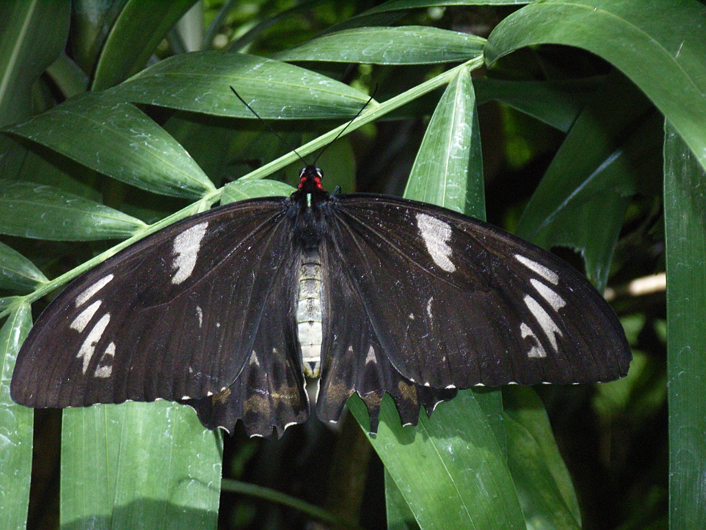 Cairns308.jpg - Unicode