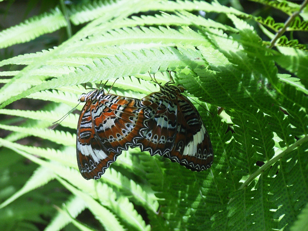 Cairns311.jpg - Unicode