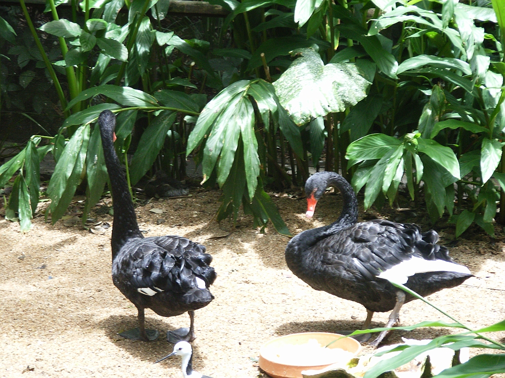 Cairns315.jpg - Unicode