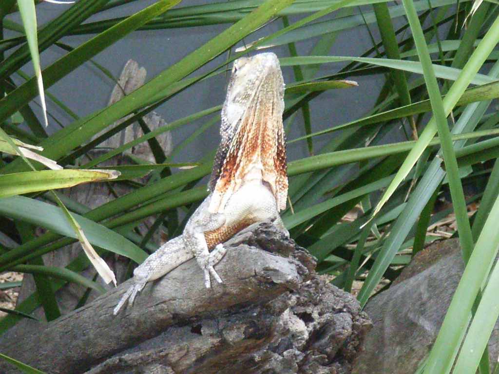 Cairns320.jpg - Unicode