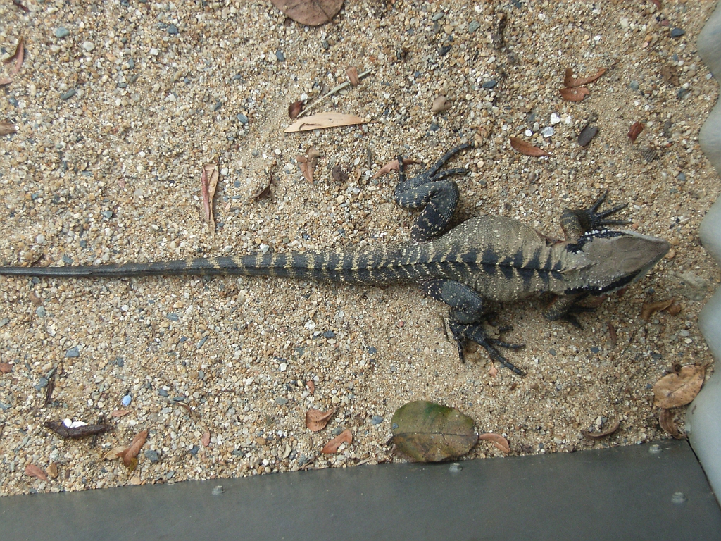 Cairns323.jpg - Unicode