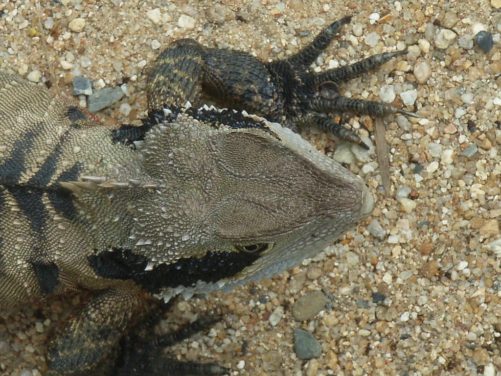 Cairns324.jpg - Unicode