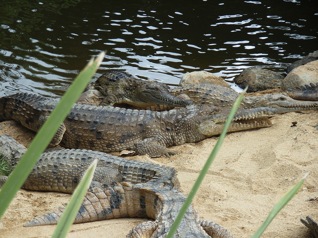 Cairns325.jpg - Unicode