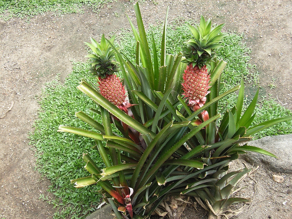 Cairns327.jpg - Unicode