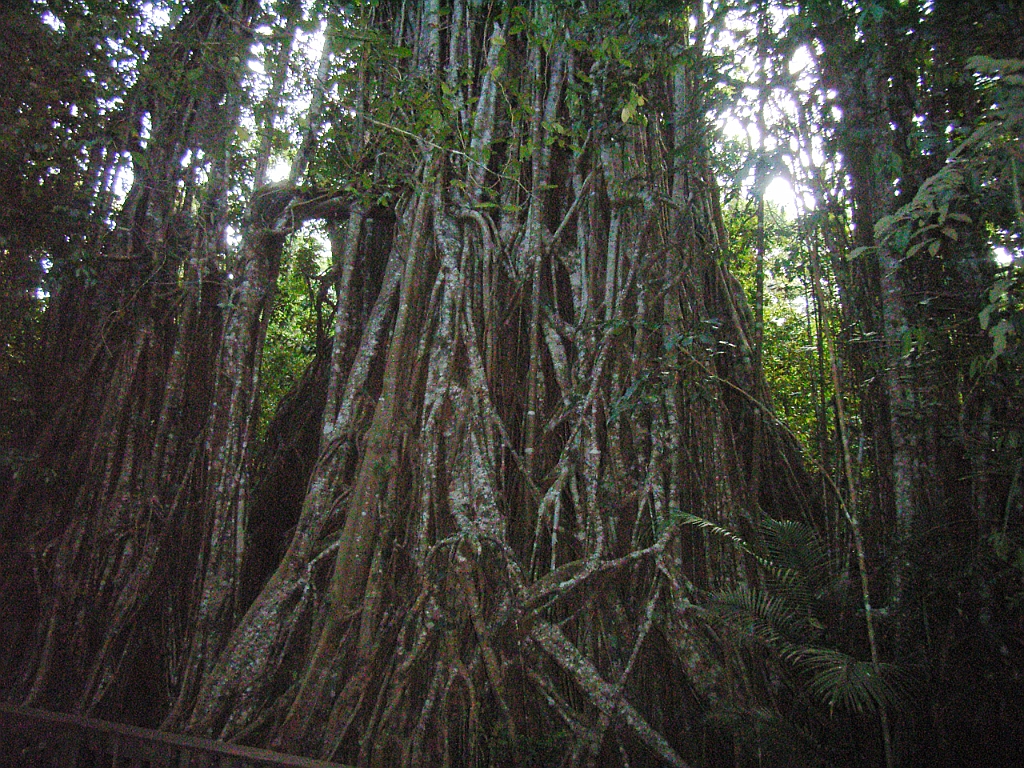 Cairns348.jpg - Unicode