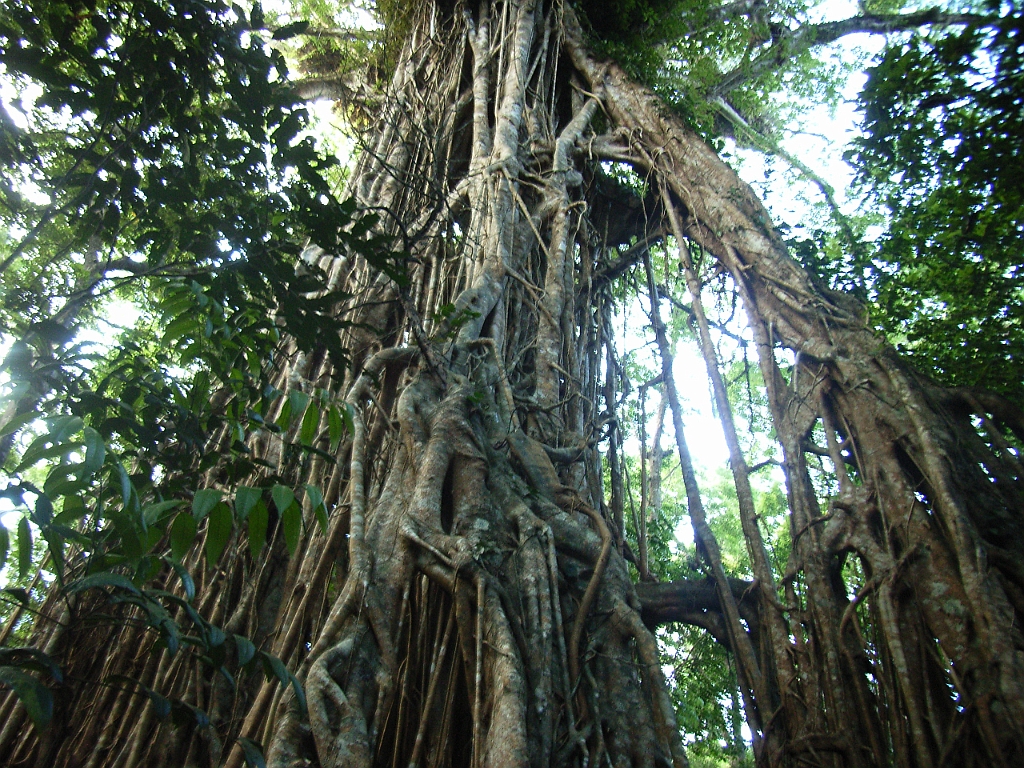 Cairns350.jpg - Unicode