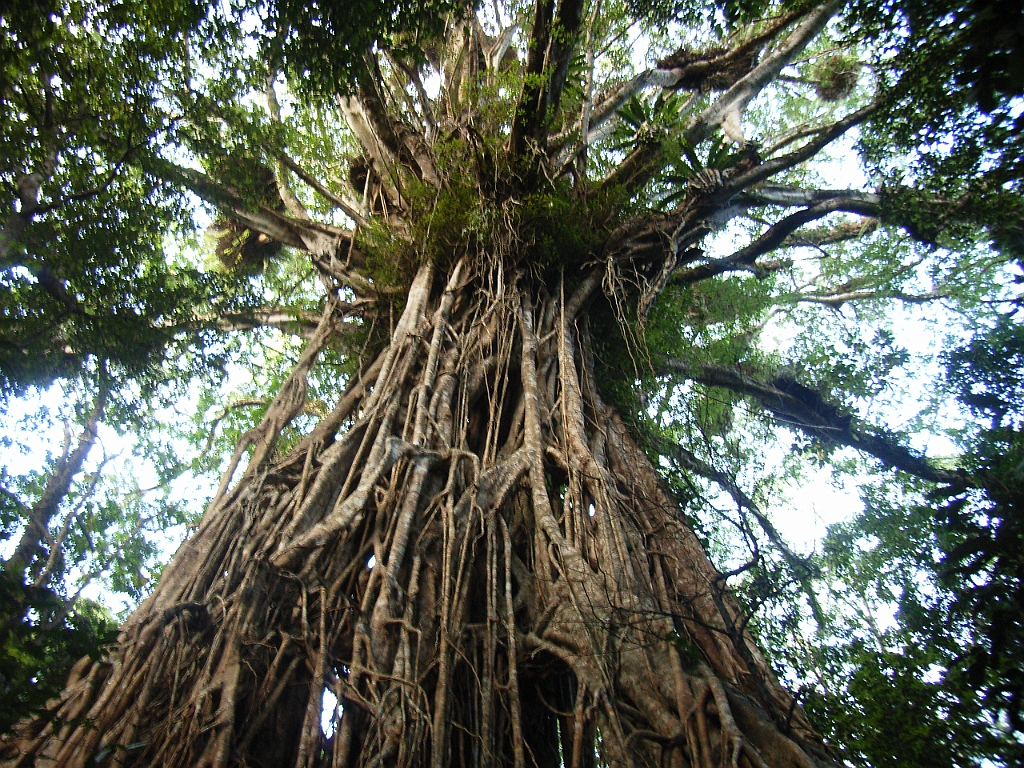 Cairns351.jpg - Unicode