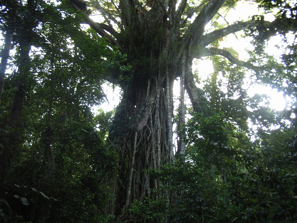 Cairns352.jpg - Unicode