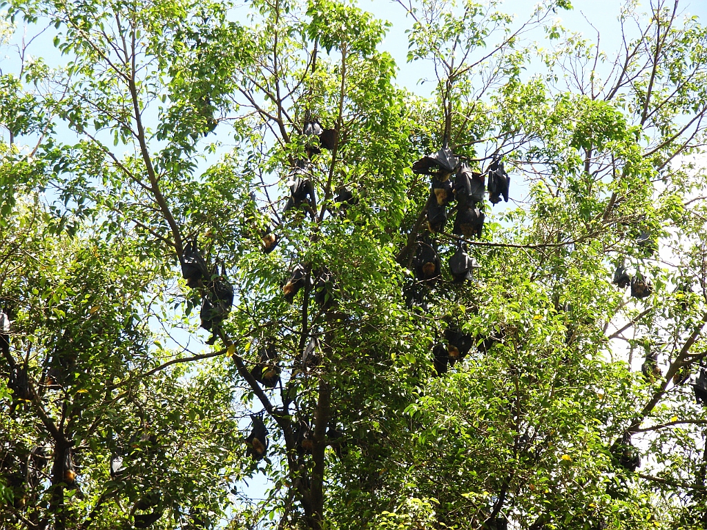 Cairns380.jpg - Unicode