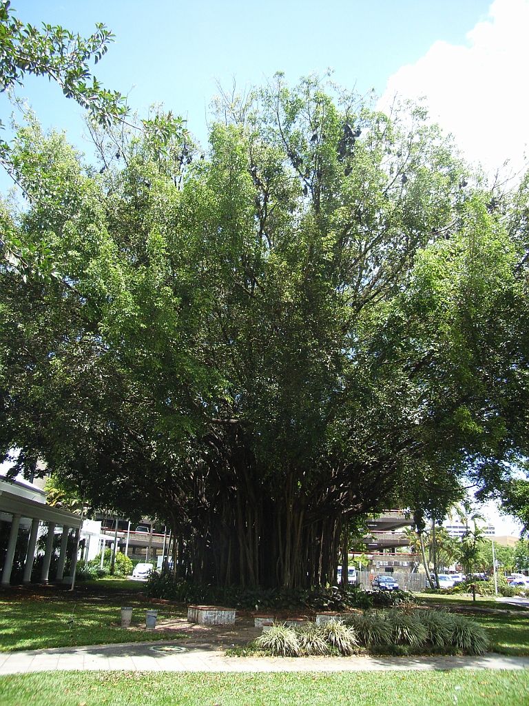 Cairns381.jpg - Unicode