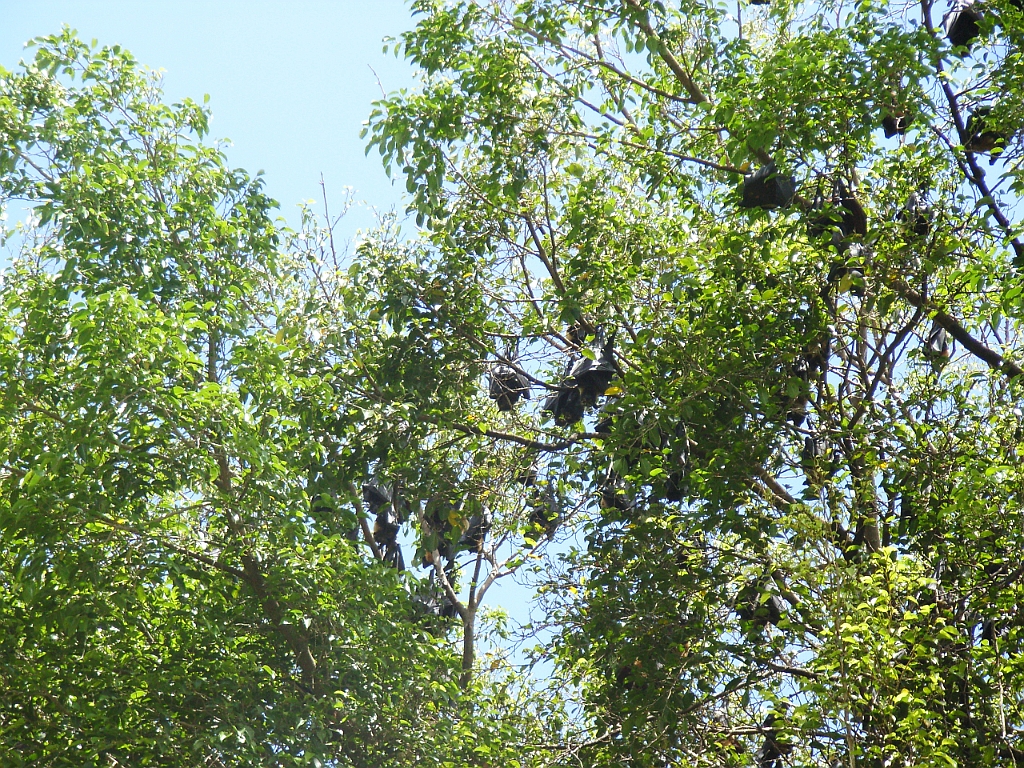 Cairns382.jpg - Unicode