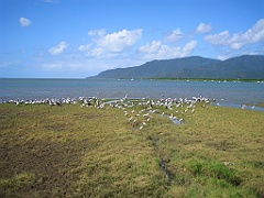 Cairns067